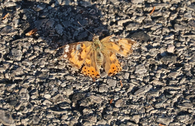 Vanessa cardui - bogáncslepke