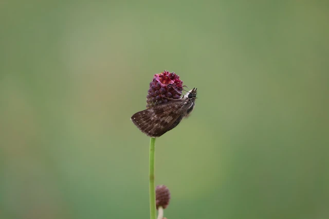 Erynnis tages - cigánylepke