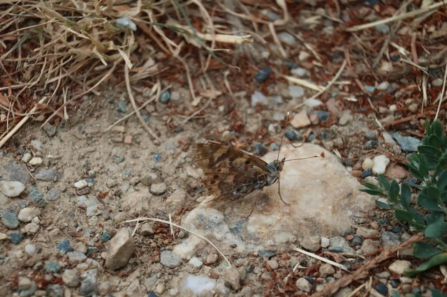 Vanessa cardui - bogáncslepke