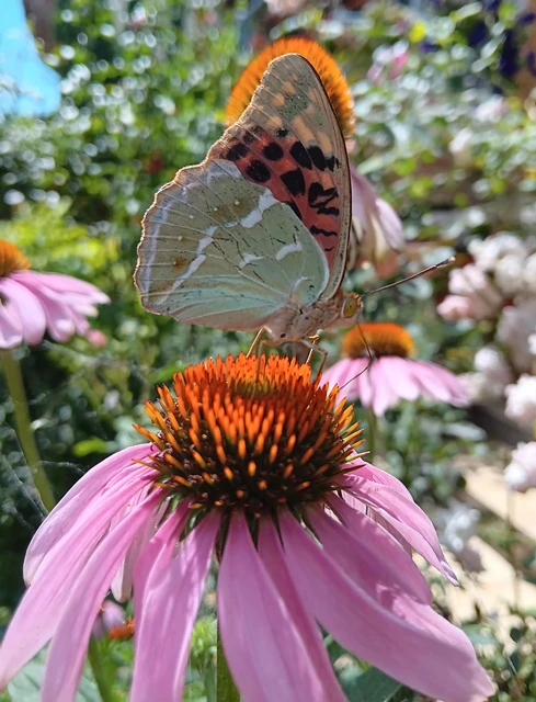 Argynnis pandora - zöldes gyöngyházlepke