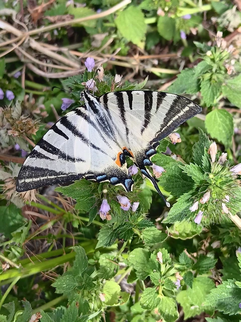 Iphiclides podalirius - kardoslepke