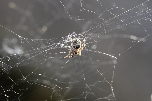 Araneae - Pókok