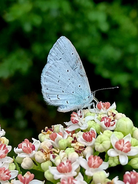 Celastrina argiolus - bengeboglárka