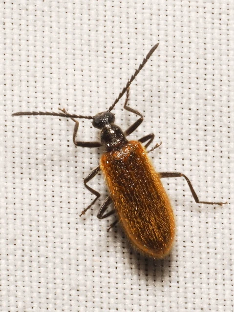 Lagria
