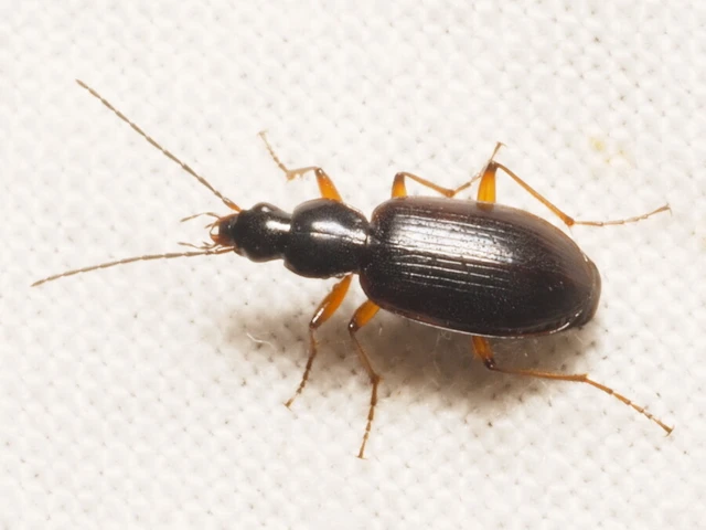 Carabidae - futóbogárfélék
