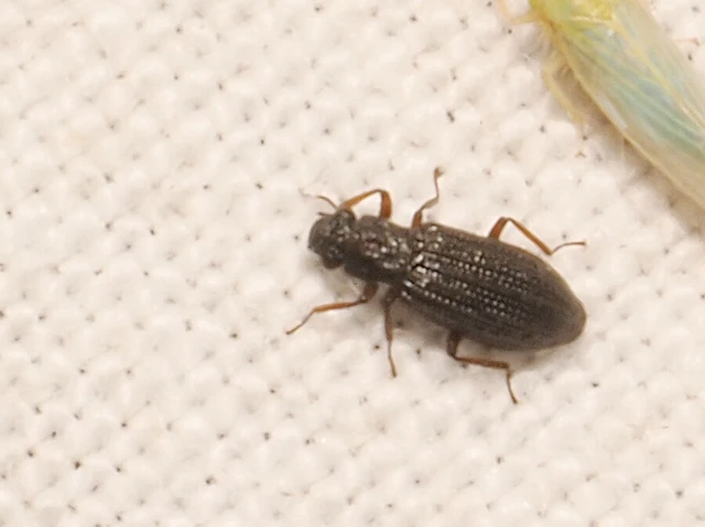 Hydrochidae - nyurgacsiborfélék