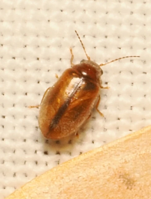 Scirtidae - rétbogárfélék