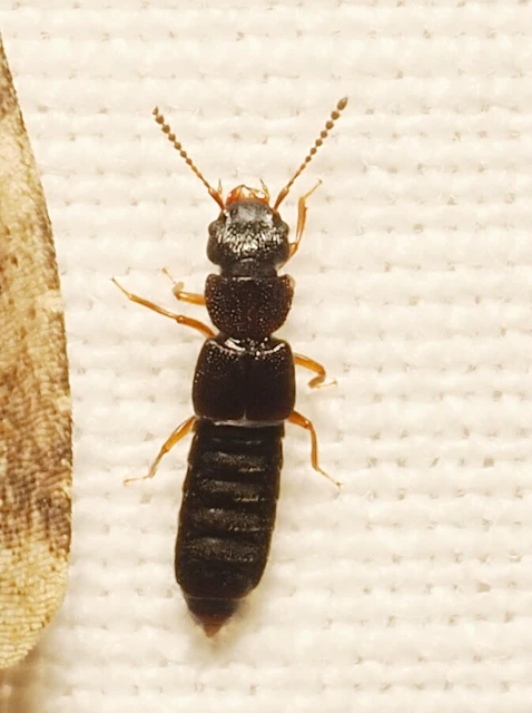 Staphylinidae - holyvafélék