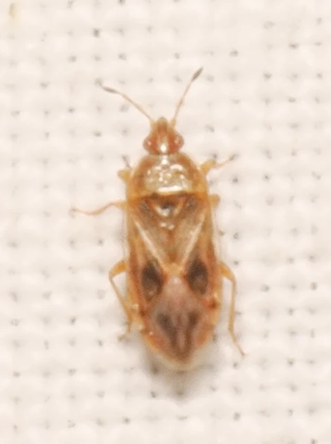 Chilacis typhae - gyékénybodobács
