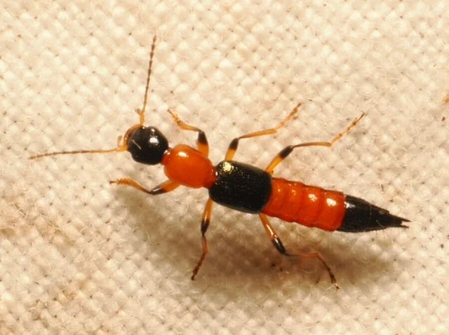 Paederus