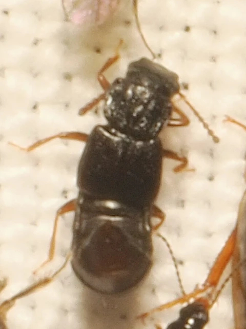 Staphylinidae - holyvafélék