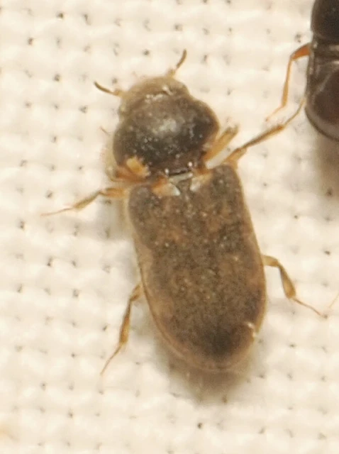 Heterocerus