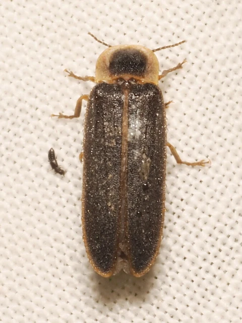 Lampyris noctiluca - nagy szentjánosbogár