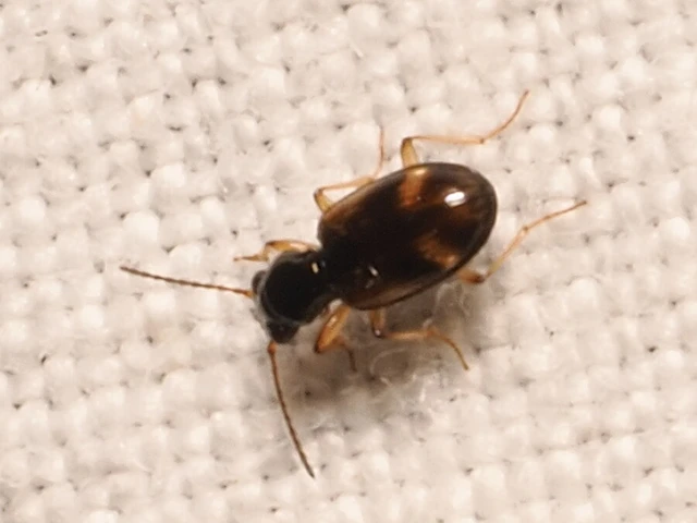 Carabidae - futóbogárfélék