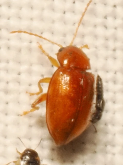 Neocrepidodera