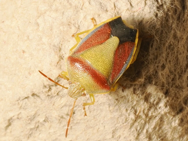 Piezodorus lituratus - bíboros címerespoloska Piezodorus lituratus - bíboros címerespoloska