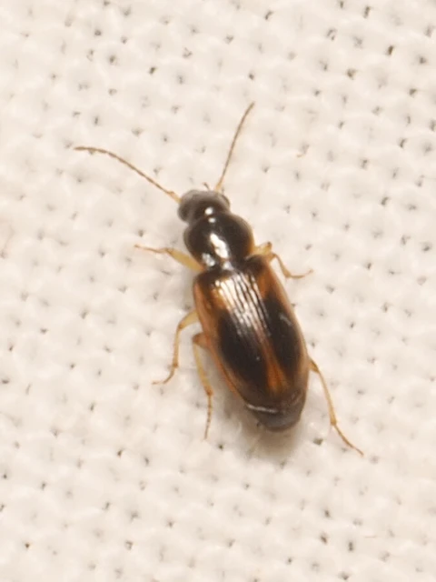 Carabidae - futóbogárfélék