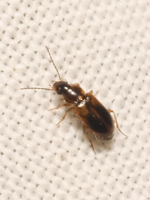 Carabidae - futóbogárfélék