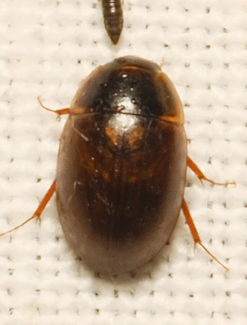 Hydrophilidae - csiborfélék
