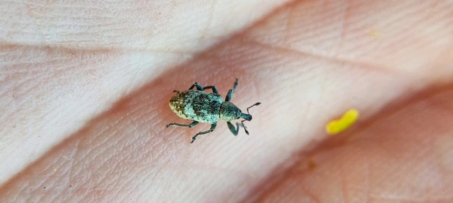 Hypera rumicis - sóska-pikkelyesormányos