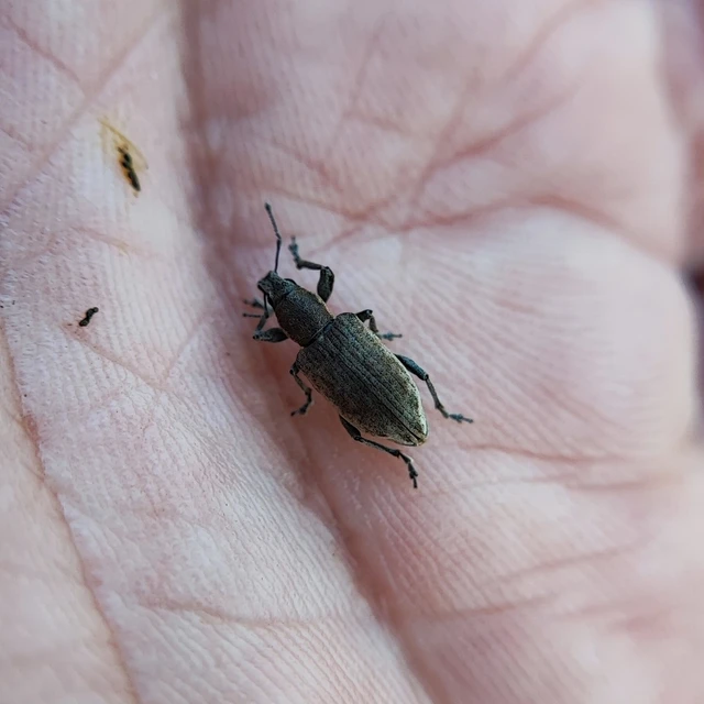 Tanymecus palliatus - közönséges hegyesfarúbarkó