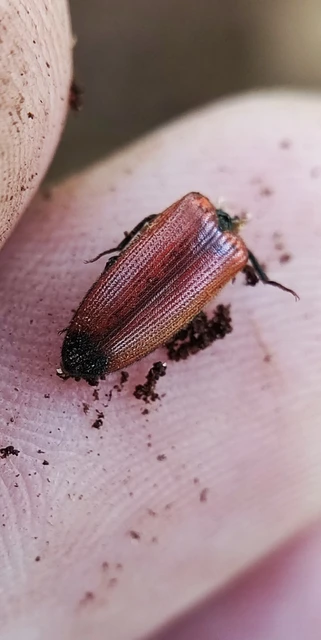 Elateridae - pattanóbogárfélék
