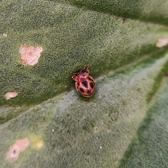 Cynegetis impunctata - pázsitfűböde