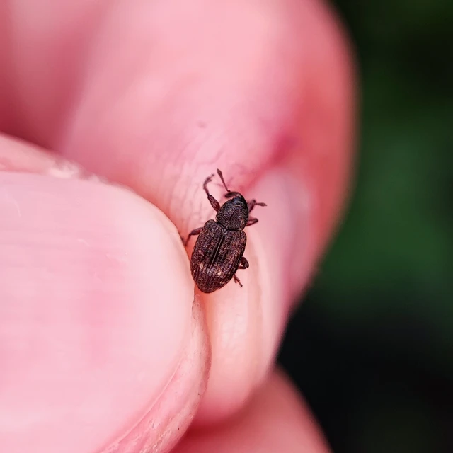 Notaris acridulus - közönséges sásormányos