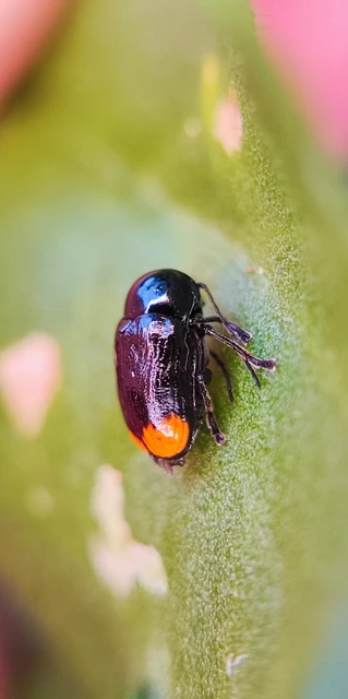 Cryptocephalus biguttatus
