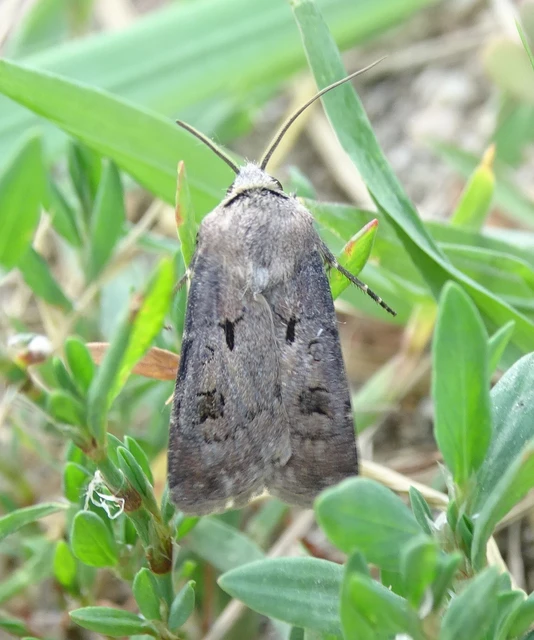 Agrotis exclamationis - felkiáltójeles földibagoly