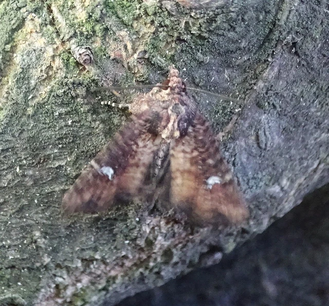Mesapamea secalella/secalis