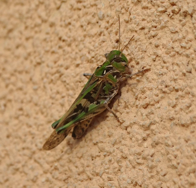 Oedaleus decorus - szalagos sáska Oedaleus decorus - szalagos sáska