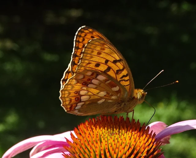 Argynnis adippe - ezüstös gyöngyházlepke