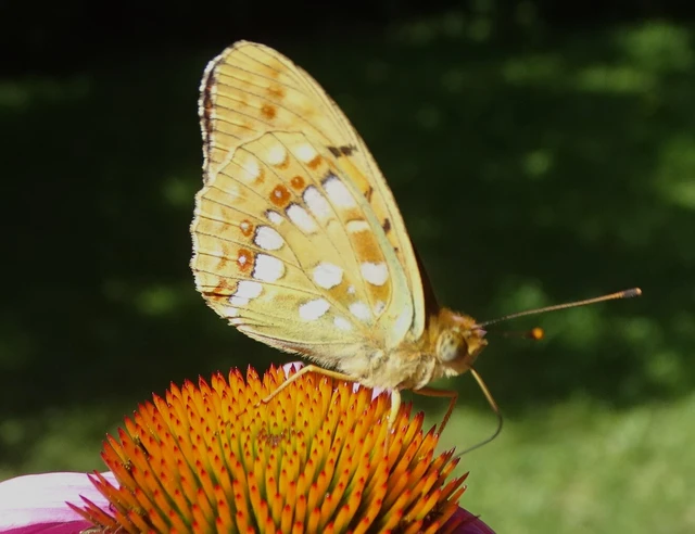 Argynnis adippe - ezüstös gyöngyházlepke