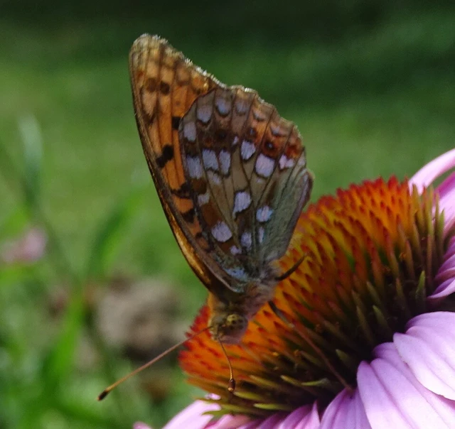 Argynnis adippe - ezüstös gyöngyházlepke