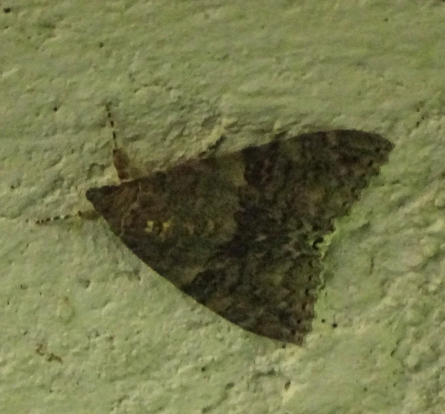Catocala nupta - piros övesbagoly