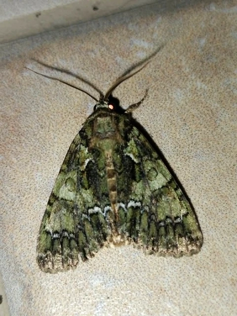 Polyphaenis sericata - selyemfényű erdeibagoly
