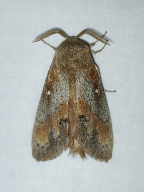 Dendrolimus pini - fenyőpohók