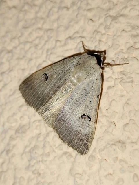 Lygephila craccae - gyakori csüdfűbagoly