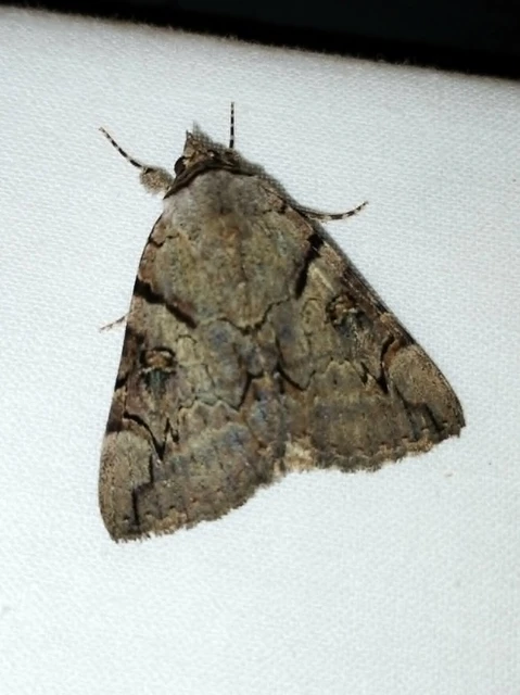Catocala hymenaea - kökény-övesbagoly