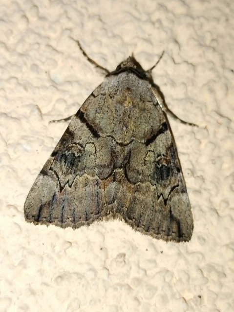Catocala hymenaea - kökény-övesbagoly