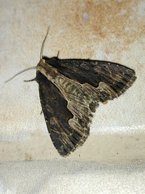 Dypterygia scabriuscula - szurokbarna nyáribagoly