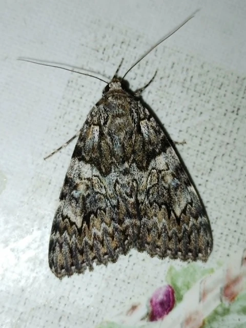 Catocala promissa - kis tölgyfa-övesbagoly