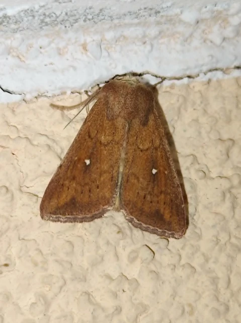 Mythimna albipuncta - fehérpettyes rétibagoly
