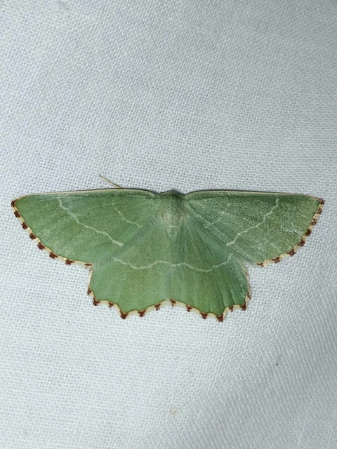 Thalera fimbrialis - csipkésszélű zöldaraszoló