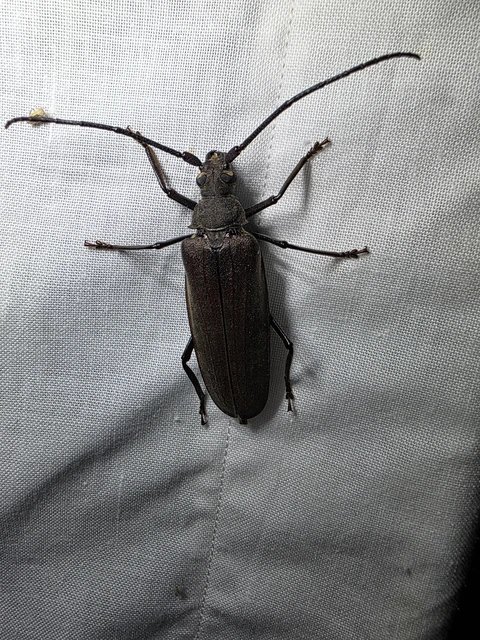 Aegosoma scabricorne - diófacincér