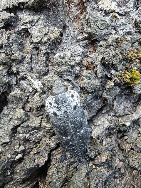 Capnodis tenebrionis - kökény-tükrösdíszbogár