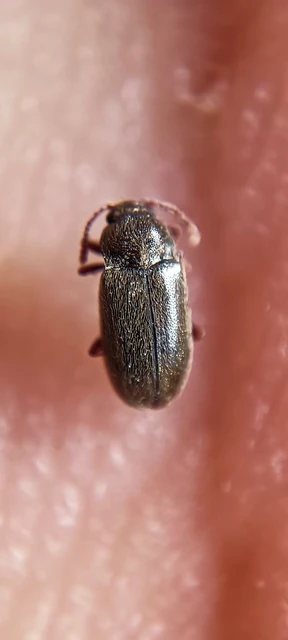 Cryptophagidae - penészbogárfélék