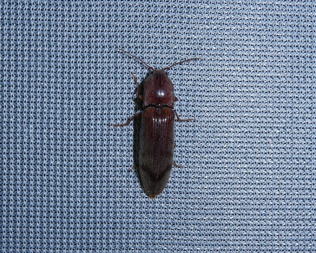 Stenagostus rhombeus - rombusznyakú pattanó