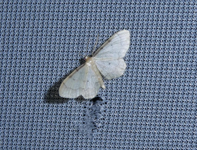 Idaea politaria - vonalas apróaraszoló